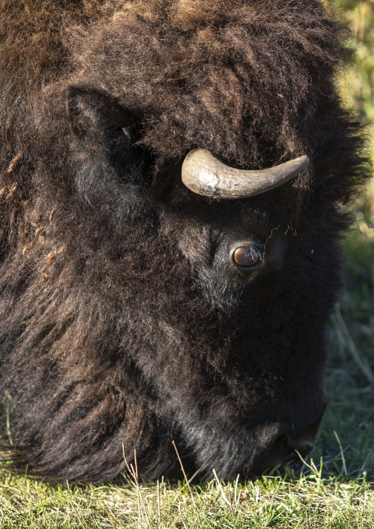 Buffalo 3